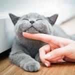 thumbnail of Owning a Cat is a Special Kind of Joy